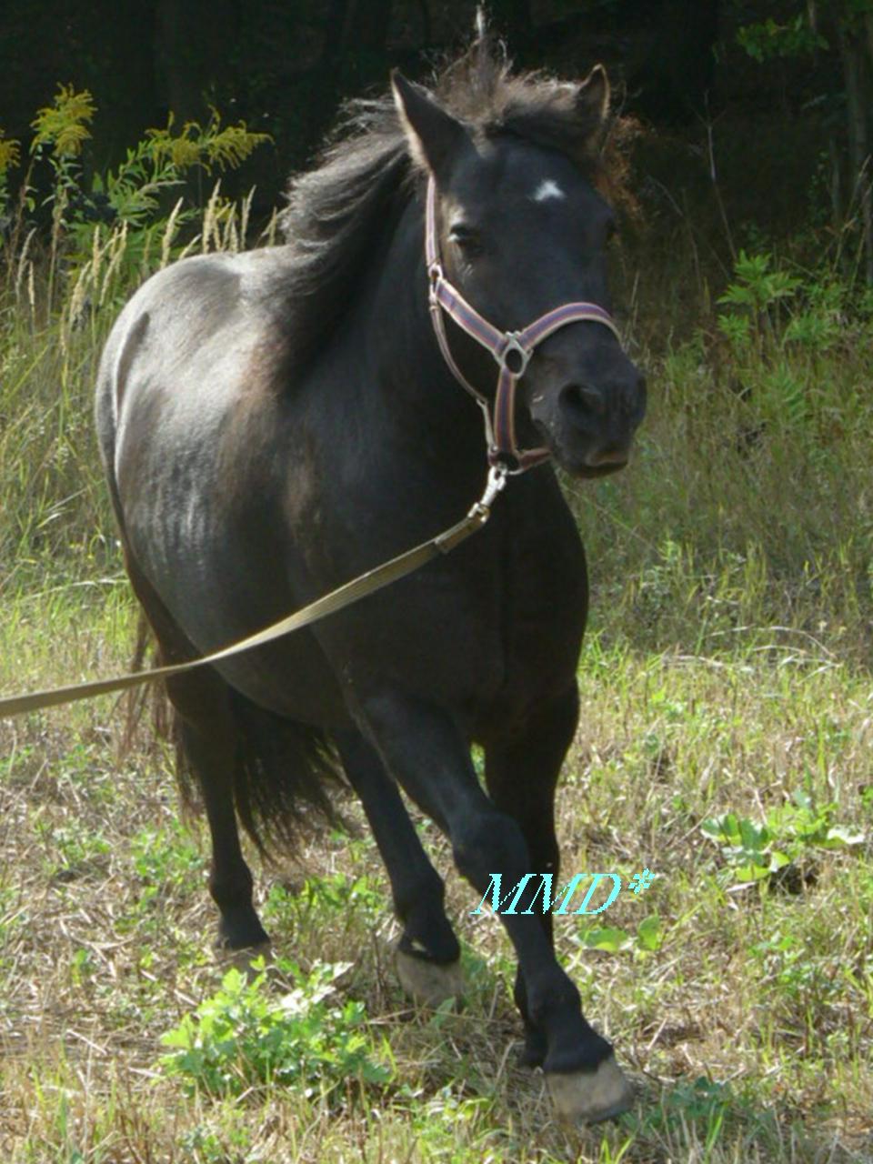 Blesk lonzovani07.JPG