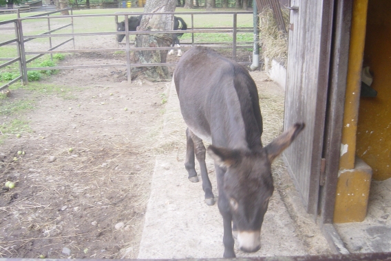 DSC01203.jpg